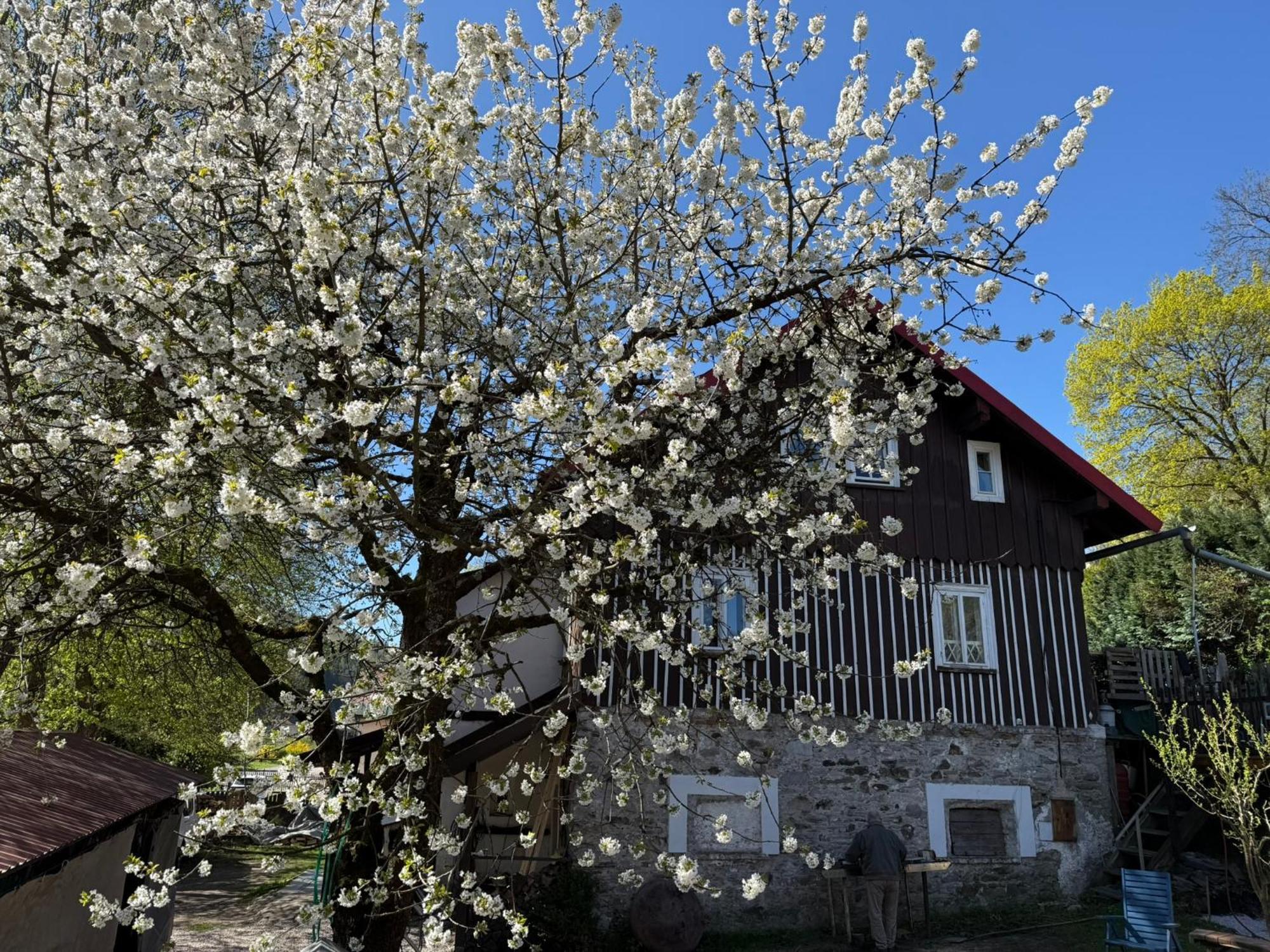 Vila Adelka - Utulna Chalupa V Krkonosich Horní Maršov Exterior foto